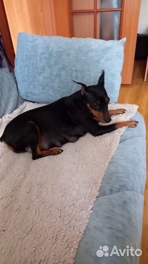 Щенки цвергпинчера