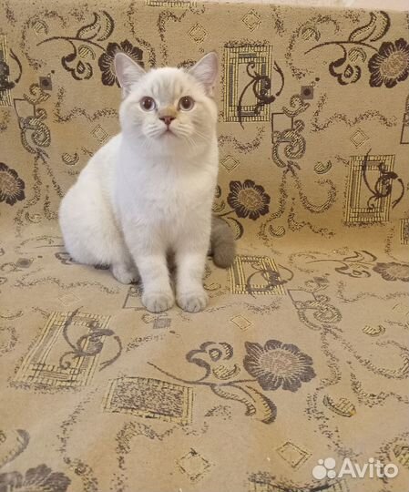 Британские котики