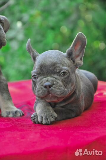 Мальчики голубой подпал французики с документами