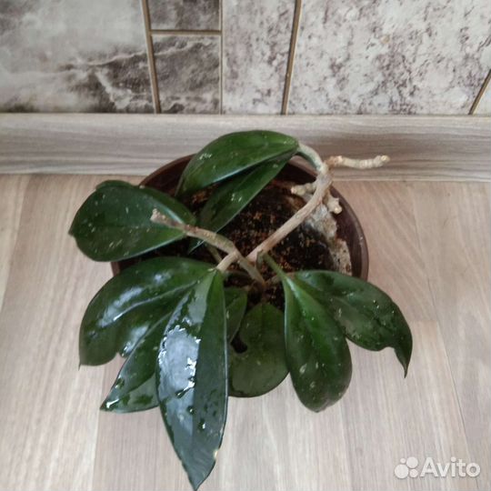 Хойя Карноза