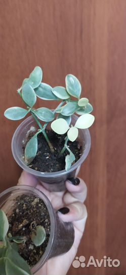 Хойя, дисхидия