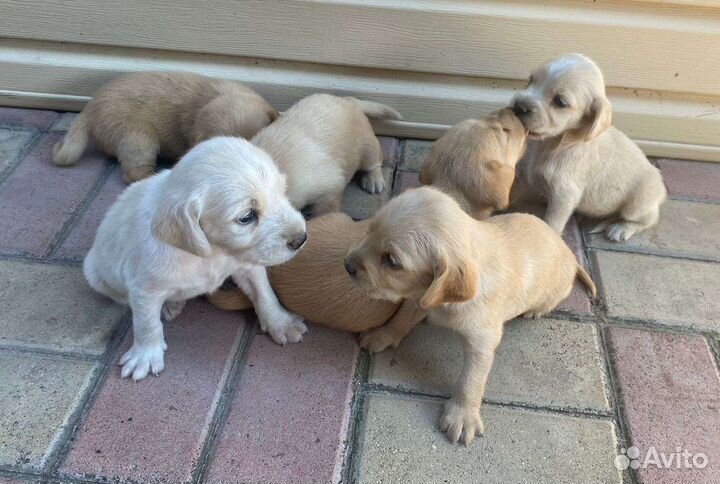 Щенки спаниеля