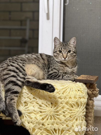 Котята в добрые руки (мальчики)