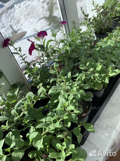 Рассада петунии тайдал