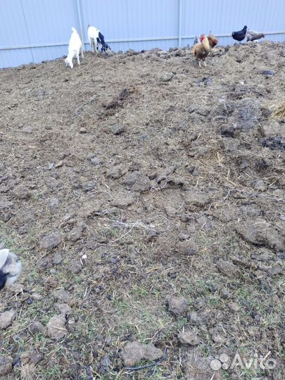 Навоз козий+коровий самовывоз