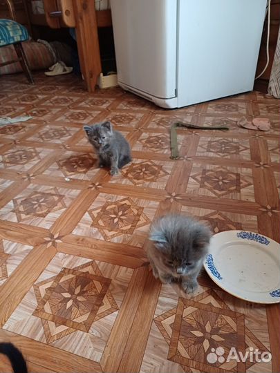 Котята