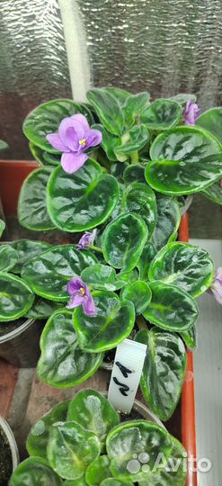 Комнатные цветы