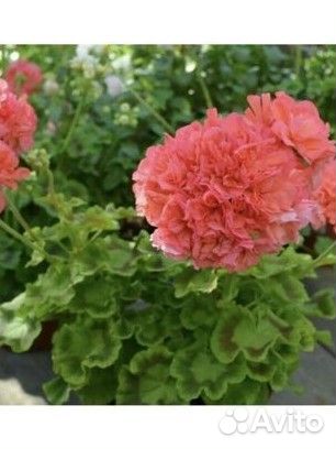 Пеларгония герань Сортовые