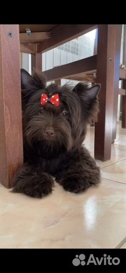 Бивер, шоколад