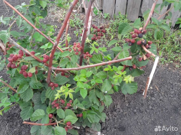 Саженцы ежевики