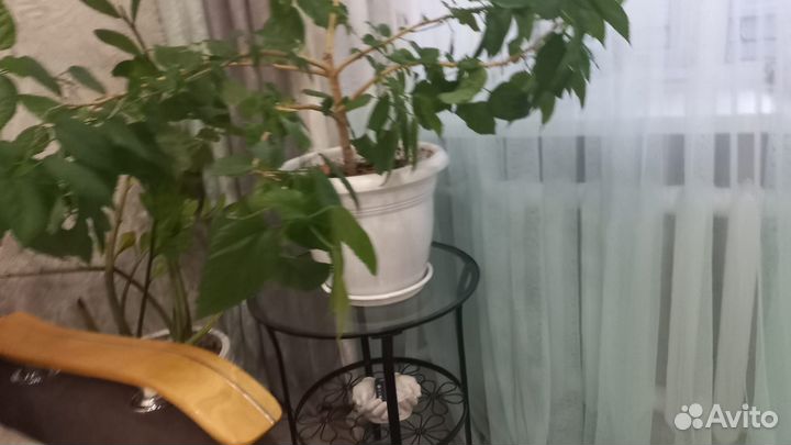 Роза комнатная