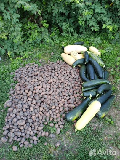 Продам картофель