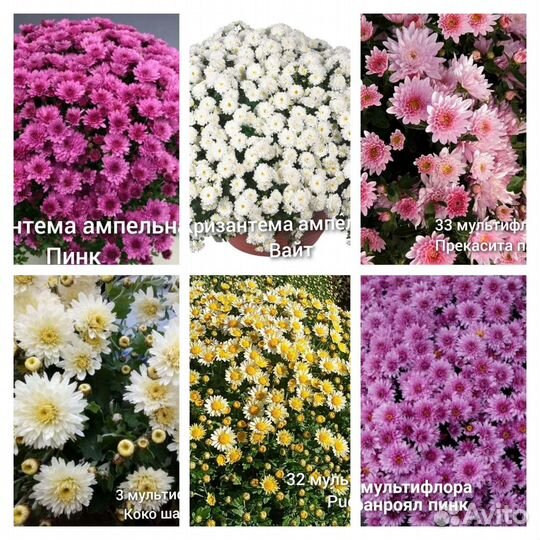 Хризантема