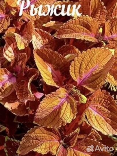 Черенки колеуса