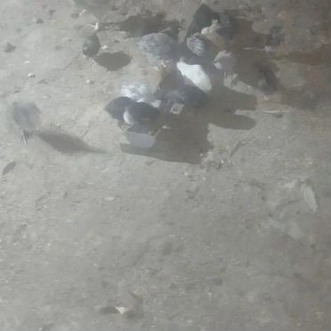 Цыплята