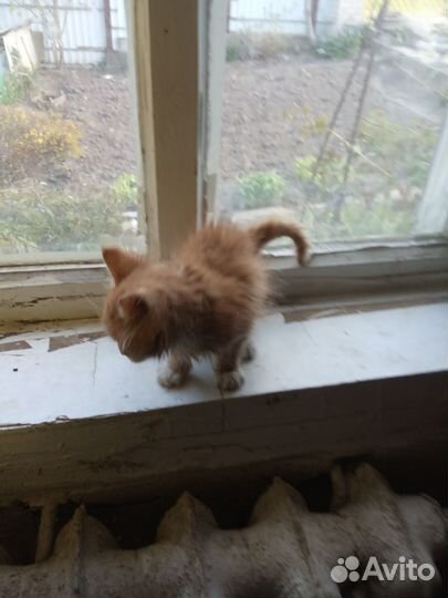Милые котята добрые руки