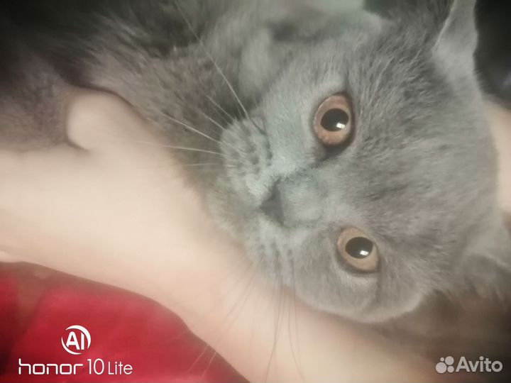 Молодая кошечка