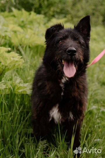 Собака Хельга в добрые руки, терьер