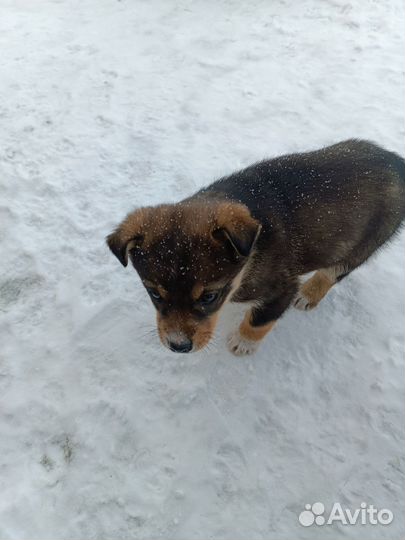 Собака, щенок