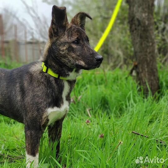 Щенок 7 месяцев ищет дом