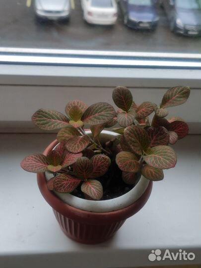 Суккуленты: стапелия, крассула, эхеверия, седум