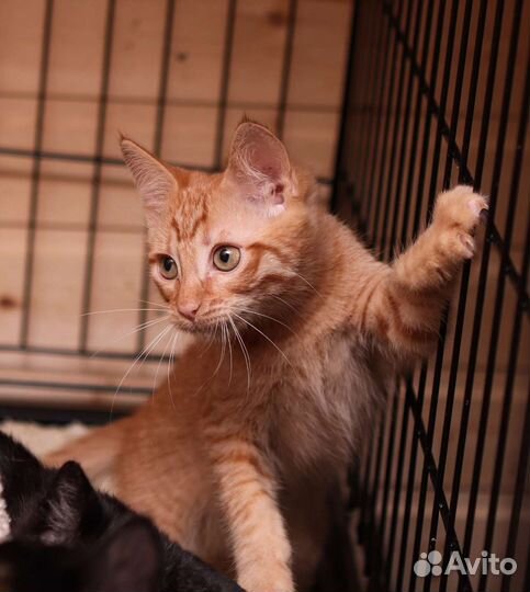 Рыжий котенок в добрые руки бесплатно