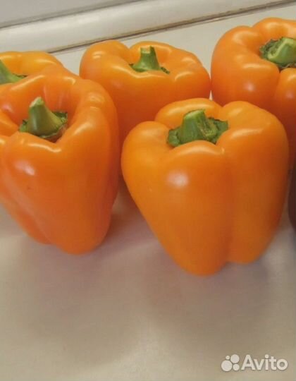 Перец сладкий Магно F1 (Enza Zaden) 5 шт, цв.п