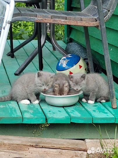 Кошка привела малышей