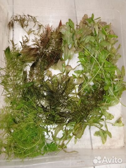 Аквариумные растения прополка