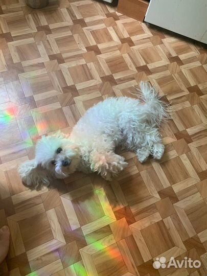 Выгул и передержка собак