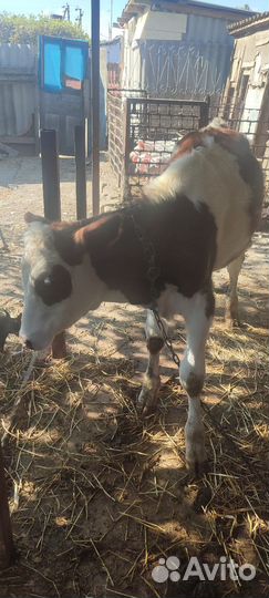 Корова тёлка