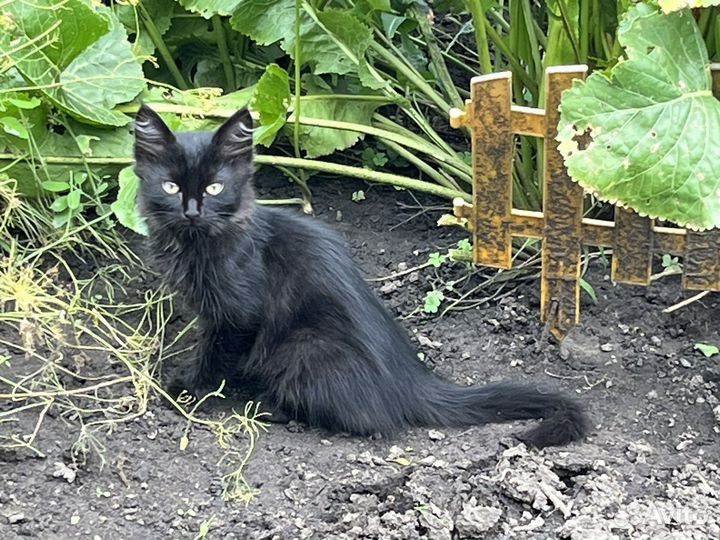 Котята бесплатно