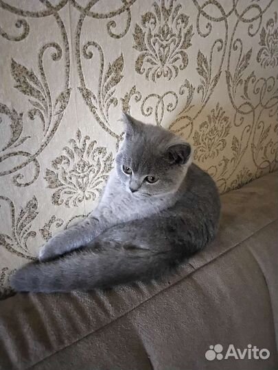 Британская кошка