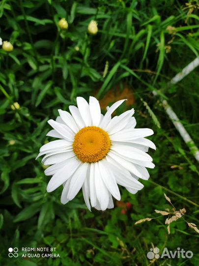 Многолетние садовые цветы