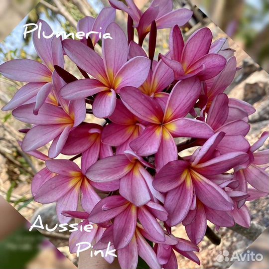 Плюмерии сортовые