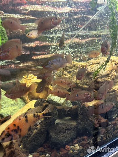 Хромис красавец много