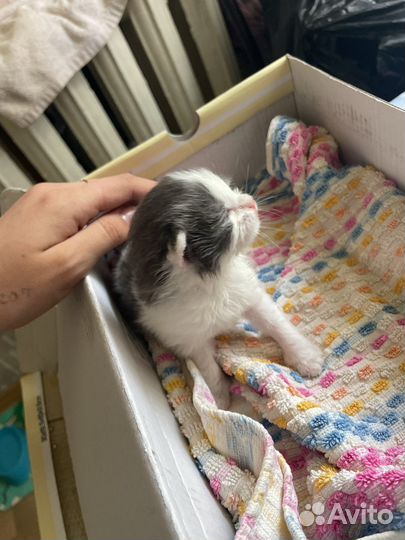 Котёнок