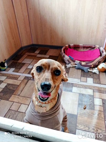 Гостиница для домашних животных в Заречной