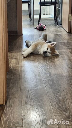 Щенки акита ину