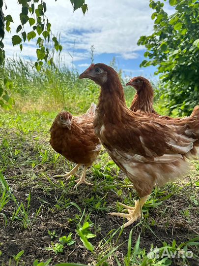 Куры молодые несушки без обмана