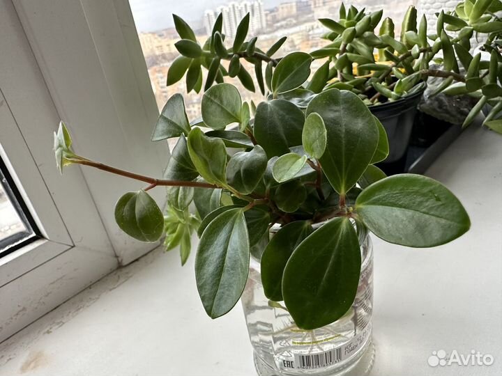 Толстянка, стапелия, фикус, восковой плющ