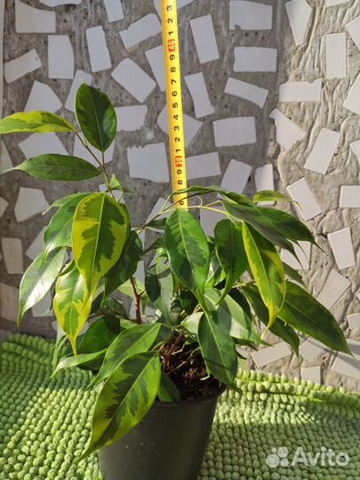 Фикус Бенджамина пестролистный