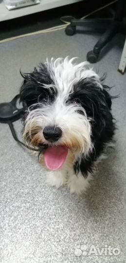 Щенок породы Китайская хохлатая пуховая