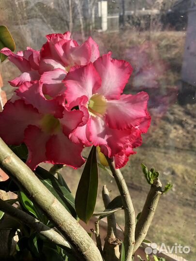 Адениум абессум