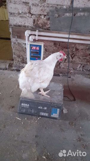 Бройлер домашний