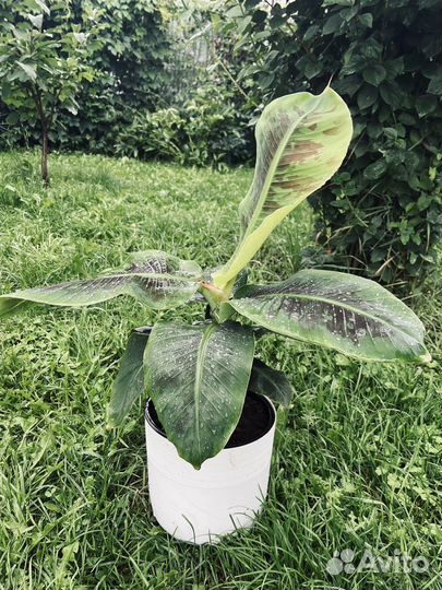 Цветы комнатные