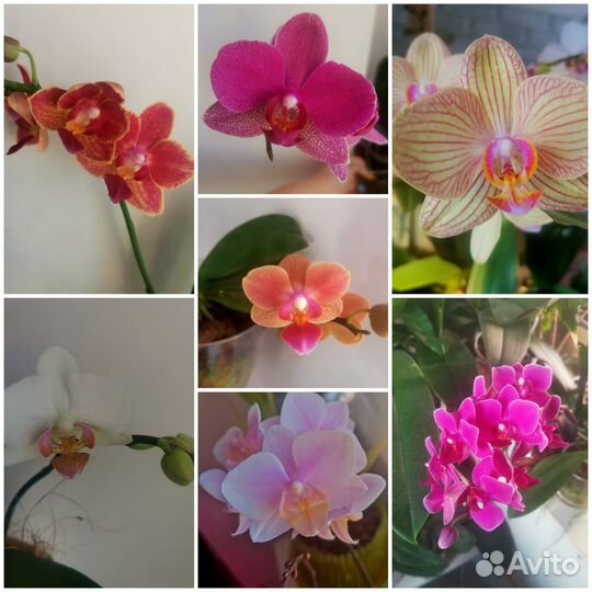 Орхидея фаленопсис