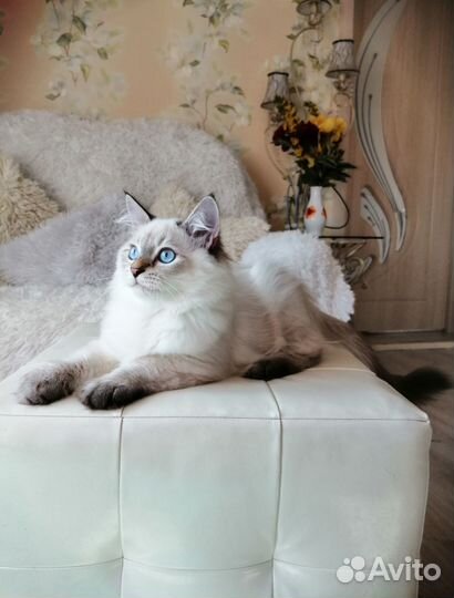 Невский маскарадный кот