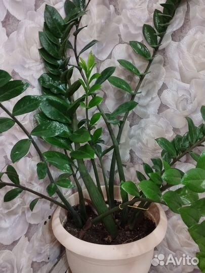 Замиокулькас