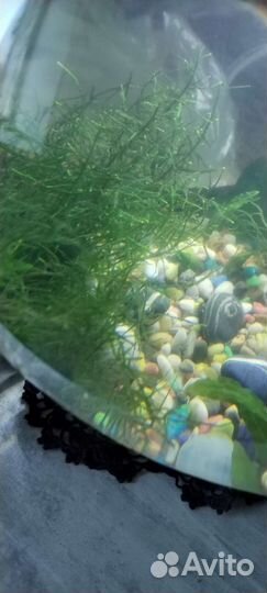 Аквариумные растения и гуппи